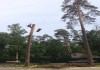Фото Спил, обрезка деревьев в Щелково, Щелковском районе