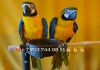 Фото Сине желтый ара (ara ararauna) - ручные птенцы из питомника